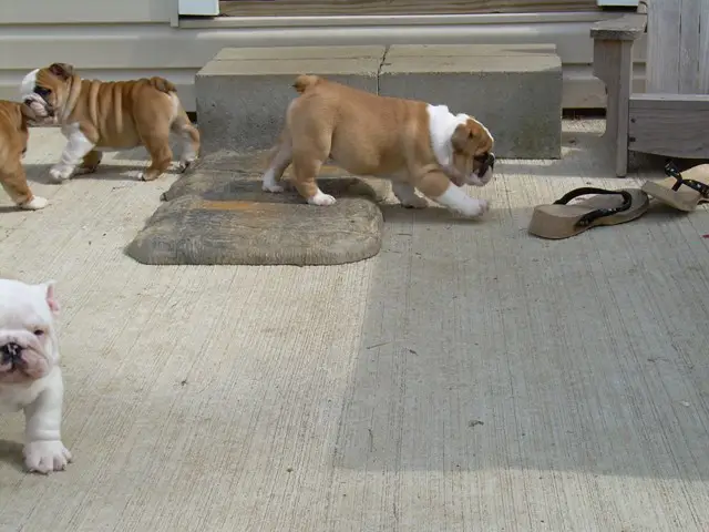 Gorgeous Bulldog puppies For Adoption